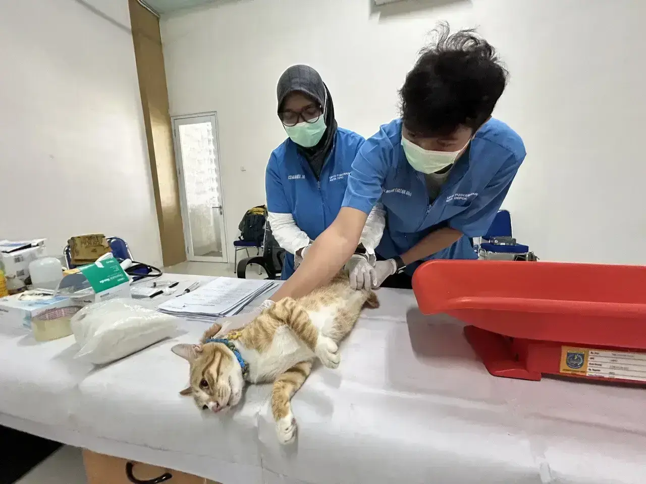 Program sterilisasi kucing dilaksanakan DKP3 dalam rangka HUT Kota Depok